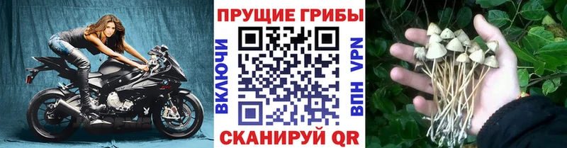 Псилоцибиновые грибы ЛСД  Юхнов 